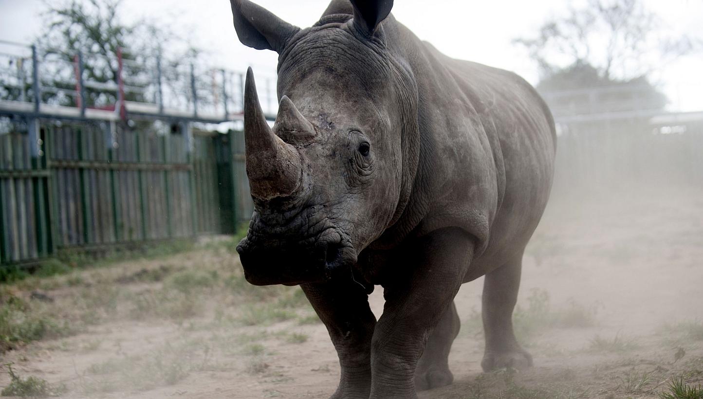 A rhino looks through the bars of the holding pens at the Kruger National Park in South Africa on Mar 2 this year. -- PHOTO: AFP