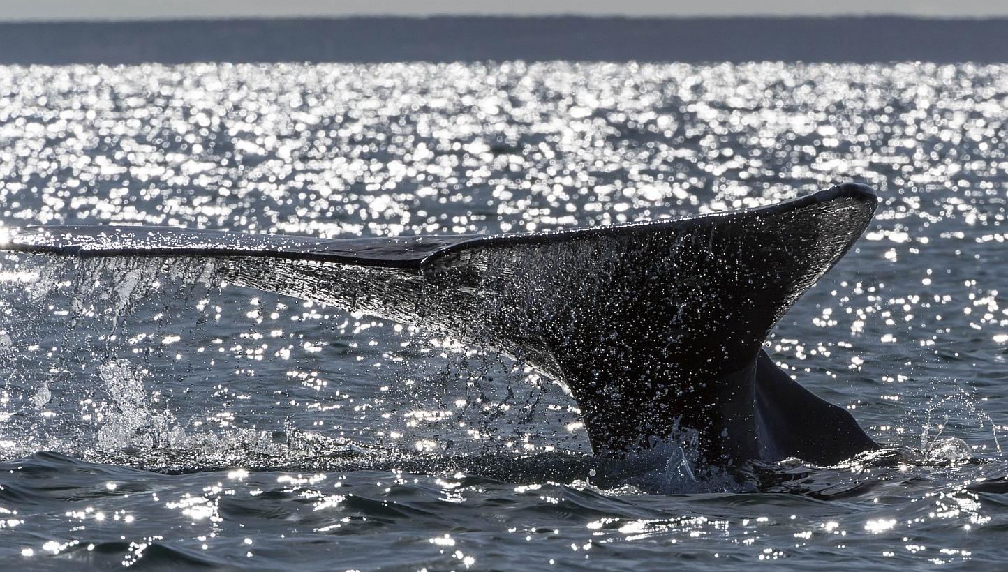 A grey whale diving in a lagoon in Mexico on March 3, 2015.&nbsp;Environmentalists reacted angrily on Tuesday to a controversial shipment of fin whale meat to Japan by an Icelandic whaling company, saying that it flouted international conservation ag