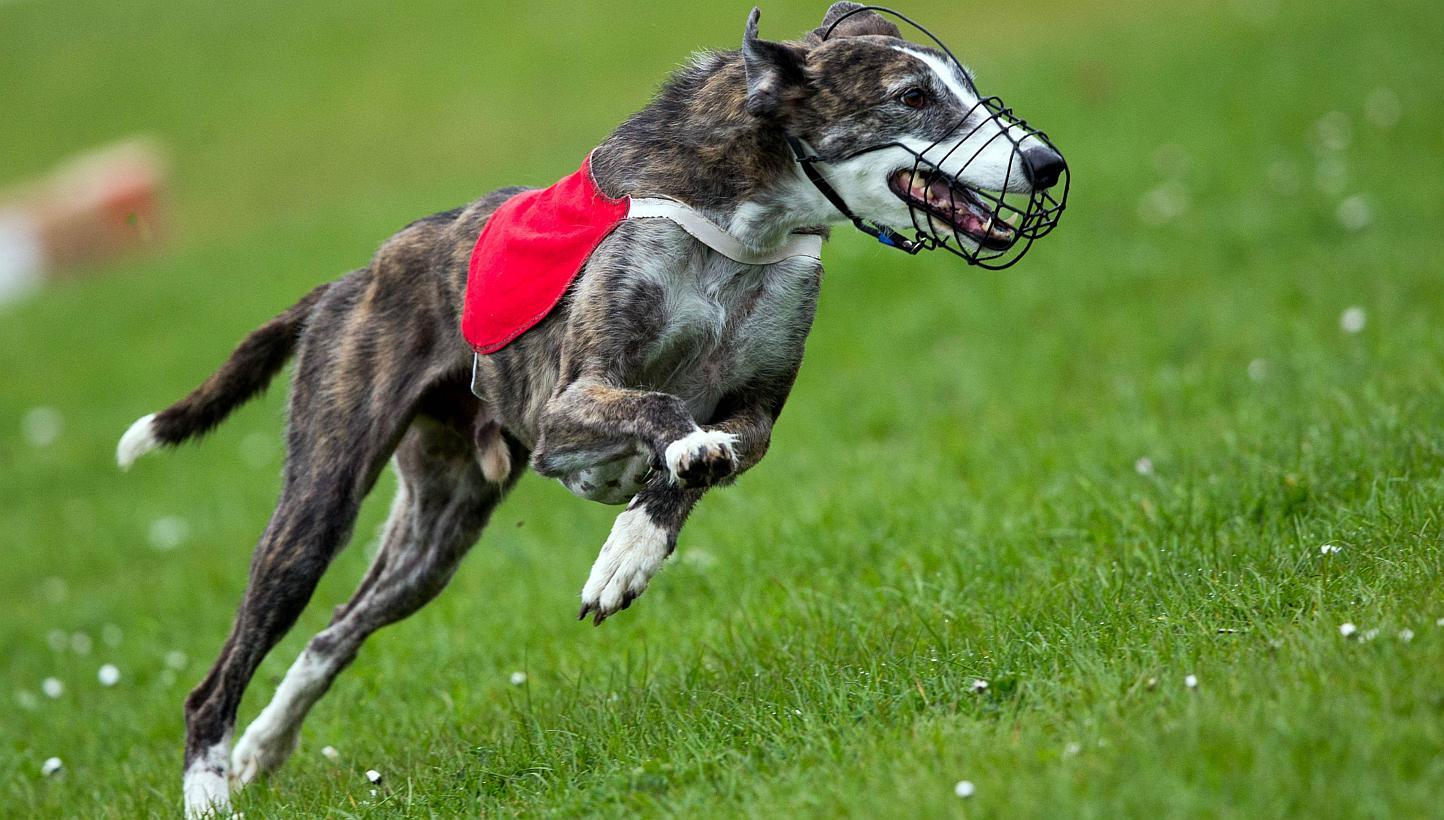 A greyhound competing on April 26, 2015, in Wismar, Germany. Two men have been charged in Australia with using kittens as live bait to train greyhounds, following allegations that piglets, rabbits and possums were also used in the sport. -- PHOTO: AF