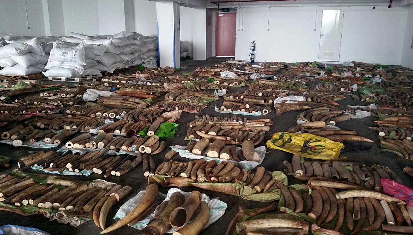 Some 3,700kg of raw ivory tusks (pictured), as well as four rhino horns and 22 teeth believed to be from African big cats, were seized after they were found in bags inside two big containers on May 19, 2015.&nbsp;A leading Kenyan wildlife protection 