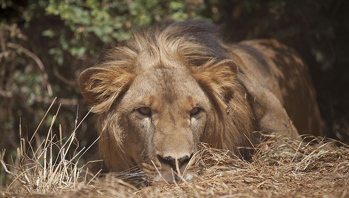Zambia has lifted a ban on the hunting of big cats that was imposed over allegations of corruption in the awarding of government hunting concessions, officials said Wednesday. The hunting of lions (above) will start during the 2016 to 2017 hunti