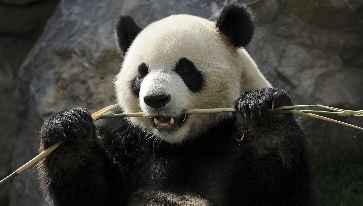 A giant panda munching bamboo leaves at an animal park in Belgium. Despite two million years of munching almost exclusively on bamboo, the giant panda's gut has not adapted to eating the plant - putting the creatures in an "evolutionary dilemma"