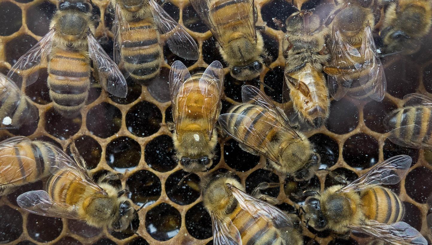 Honey bees that produce raw wildflower honey work in their hive at an outdoor Farmer's Market in Washington, DC. US honey bee keepers lost 42 per cent of their colonies in the past year, the second highest annual loss recorded to date. -- PHOTO: AFP