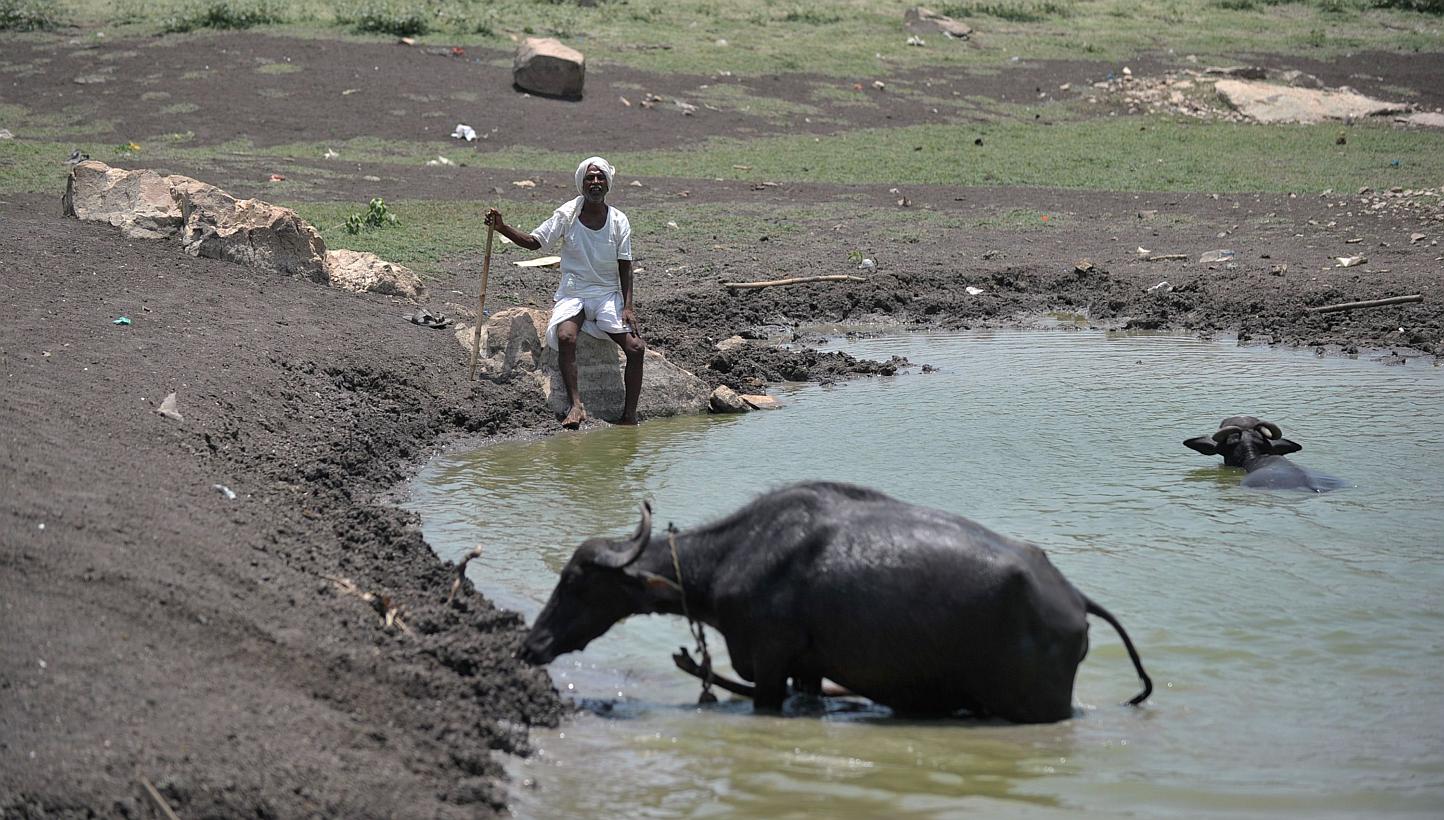 An Indian man sits under the hot sun next to his cattle on the outskirts of Hyderabad on May 25, 2015. More than 430 people have died in two Indian states from a days-long heatwave that has seen temperatures nudging 50 degrees Celsius (122 degrees Fa