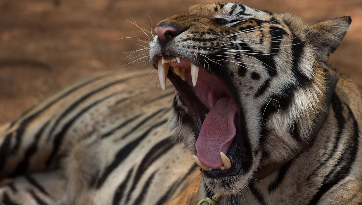 A tiger yawns at the Tiger Temple in Kanchanaburi province on April 24, 2015. Following the mauling of the temple abbot by one of the big cats, the monk's doctor said on Monday that the tiger in question "didn't intend" to attack him. -- PHOTO: AFP