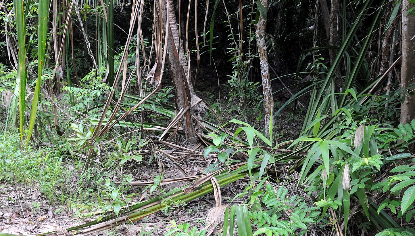 The view of the jungle trail which leads to the mass graves found near the border town of Padang Besar in Perlis state. -- PHOTO: THE STAR/ASIA NEWS NETWORK&nbsp;