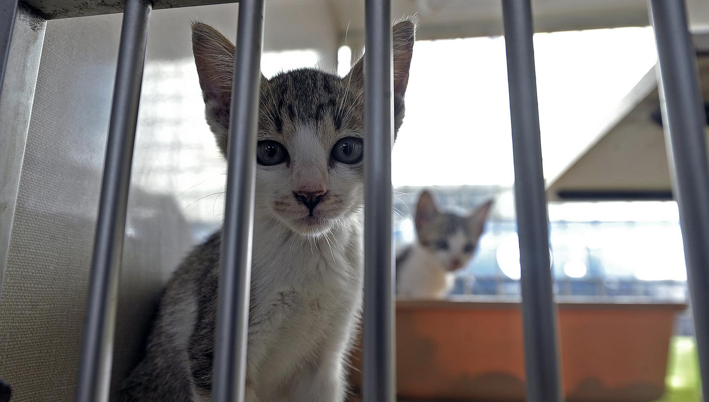 Cats at the Society for the Prevention of Cruelty to Animals (SPCA) compound at Mount Vernon Road. -- PHOTO: ST FILE &nbsp;