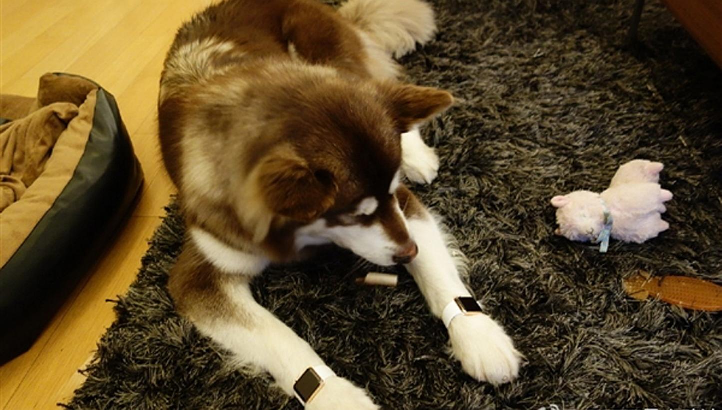 Wang Sicong, the son of one of China's richest men Wang Jialin, took to social media site Weibo to post photos of his dog wearing not one but two gold Apple Watches. -- PHOTO: SINA WEIBO &nbsp;