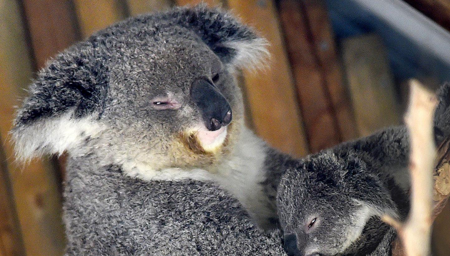 The Victorian state government is concerned many of the koalas may be undernourished because the colony at Cape Otway has grown even as the supply of the koalas' staple diet of manna gum leaves has diminished. -- PHOTO: AFP