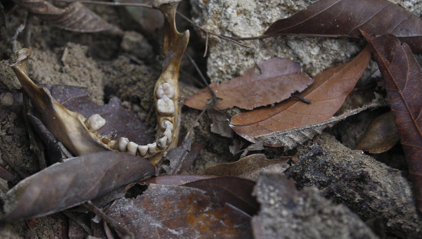 A human jawbone is seen near a grave as members of Royal Malaysia Police forensic team exhume human remains at Wang Burma hills at Wang Kelian, Perlis, Malaysia, on May 26, 2015. -- PHOTO: EPA