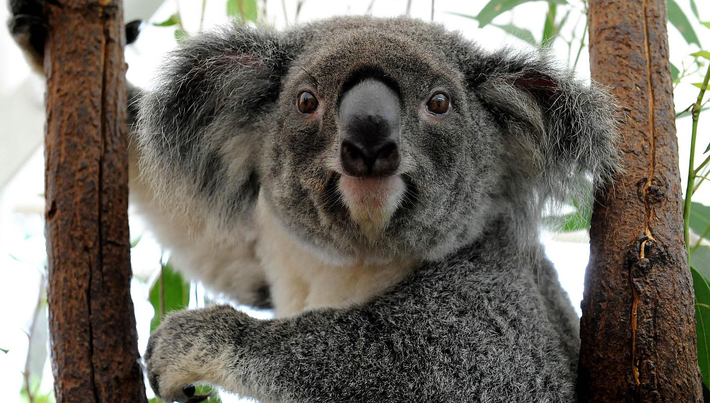 Australia's Queensland state will list the koala as a "vulnerable species" throughout the north-eastern region, saying urban expansion, car accidents and dog attacks were threatening the much-loved furry animal. -- PHOTO: AFP