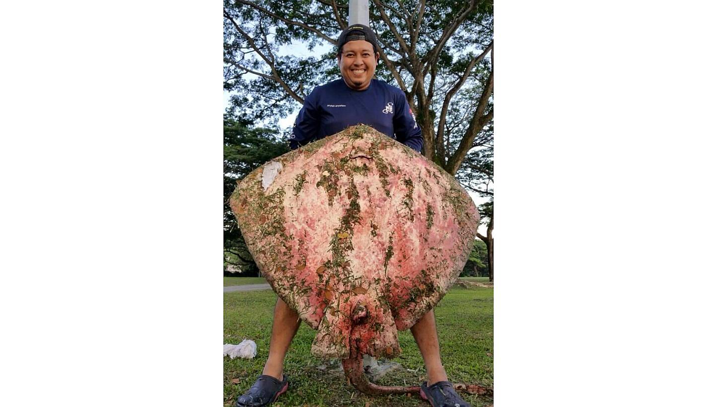A regular fishing trip to Pasir Ris on May 22 turned extraordinary when one of the anglers caught a giant stingray, estimated to weigh around 100kg. -- PHOTO: SHIN MIN DAILY NEWS &nbsp;
