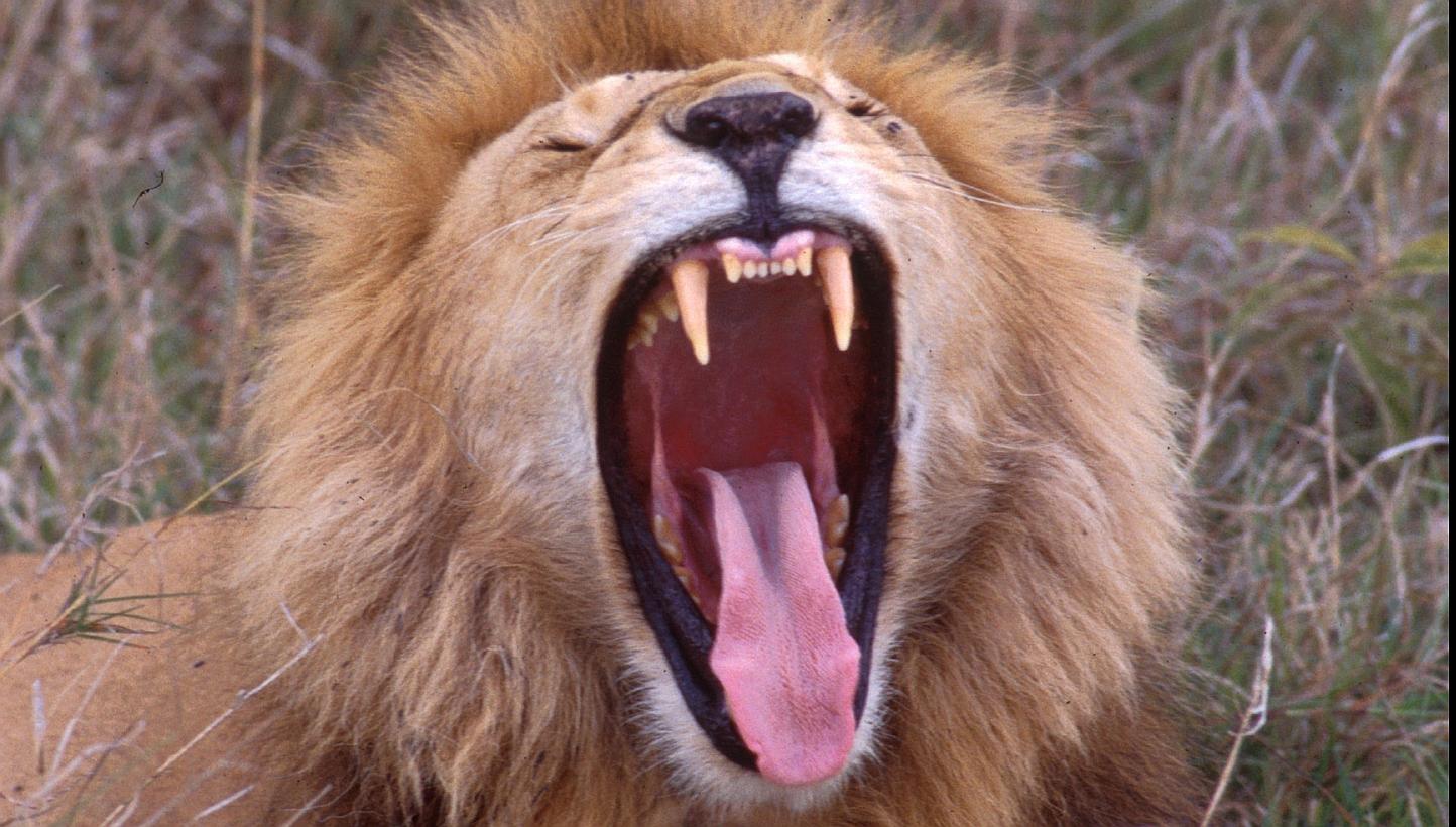 A lion in the Shaba National Reserve in Africa.-- PHOTO: CBS