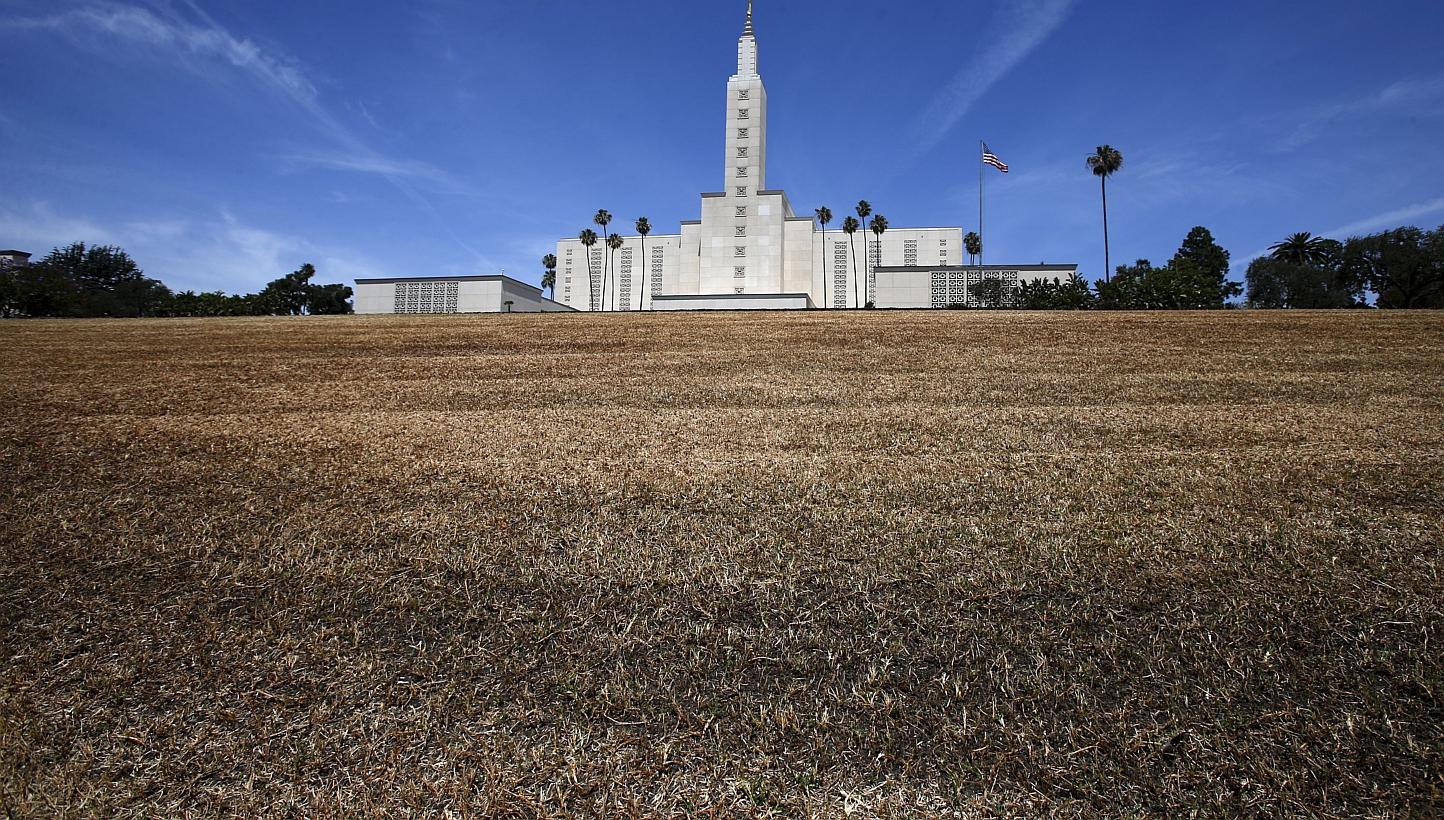 The Church of Jesus Christ of Latter-day Saints Mormon temple is seen with a brown lawn, which church officials have not watered because of the drought, in Los Angeles, California. -- PHOTO: REUTERS