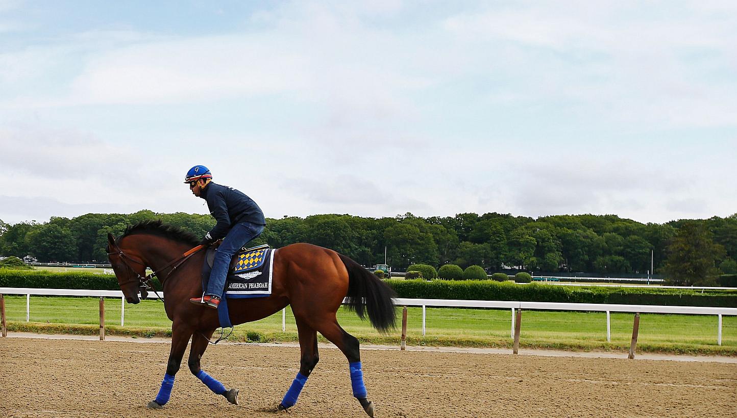 American Pharoah during training at Belmont Park on June 3, 2015, in Elmont, New York. -- PHOTO: AFP
