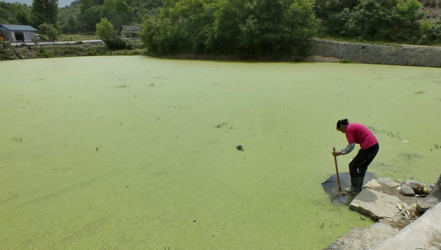 A farmer cleans her farming tool at a pond covered by duckweed in Yichang, Hubei province, China on May 13, 2015. -- PHOTO: REUTERS &nbsp;