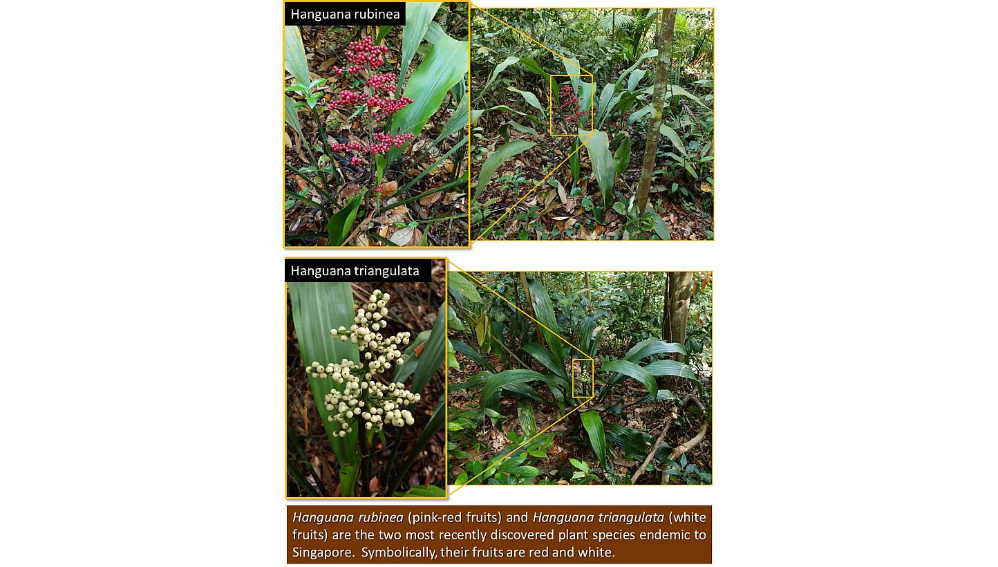 Two species of plants new to science have recently been discovered by researchers at the Singapore Botanic Gardens, Minister for National Development Khaw Boon Wan said in a blog post on Thursday. -- PHOTO: SCREENGRAB FROM MNDSINGAPORE.WORDPRESS.COM
