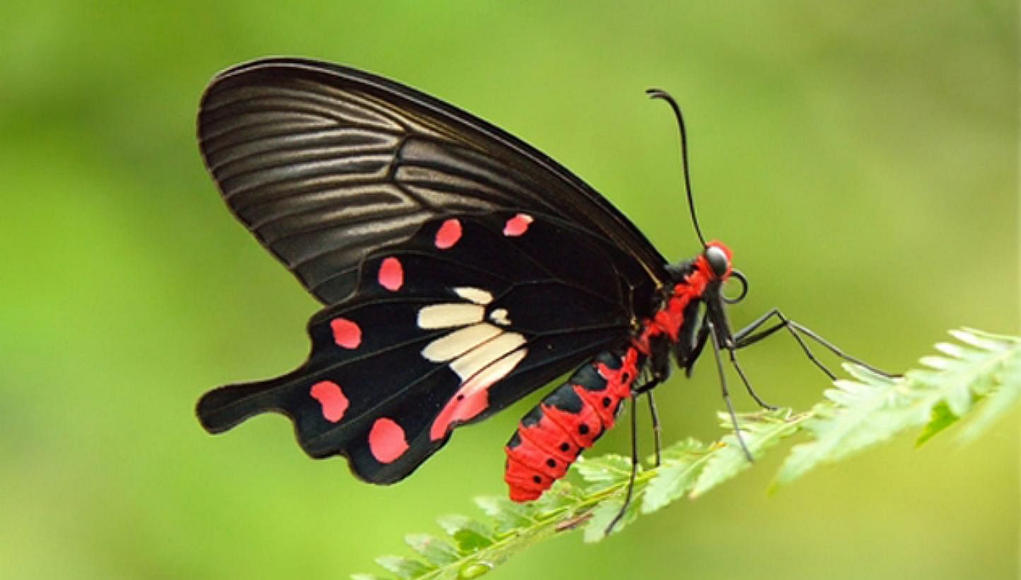 All in, 7,603 votes were cast, with the Common Rose - a medium-sized butterfly that is found mainly in forests - garnering 37 per cent of them. -- PHOTO: NATURE SOCIETY&nbsp;