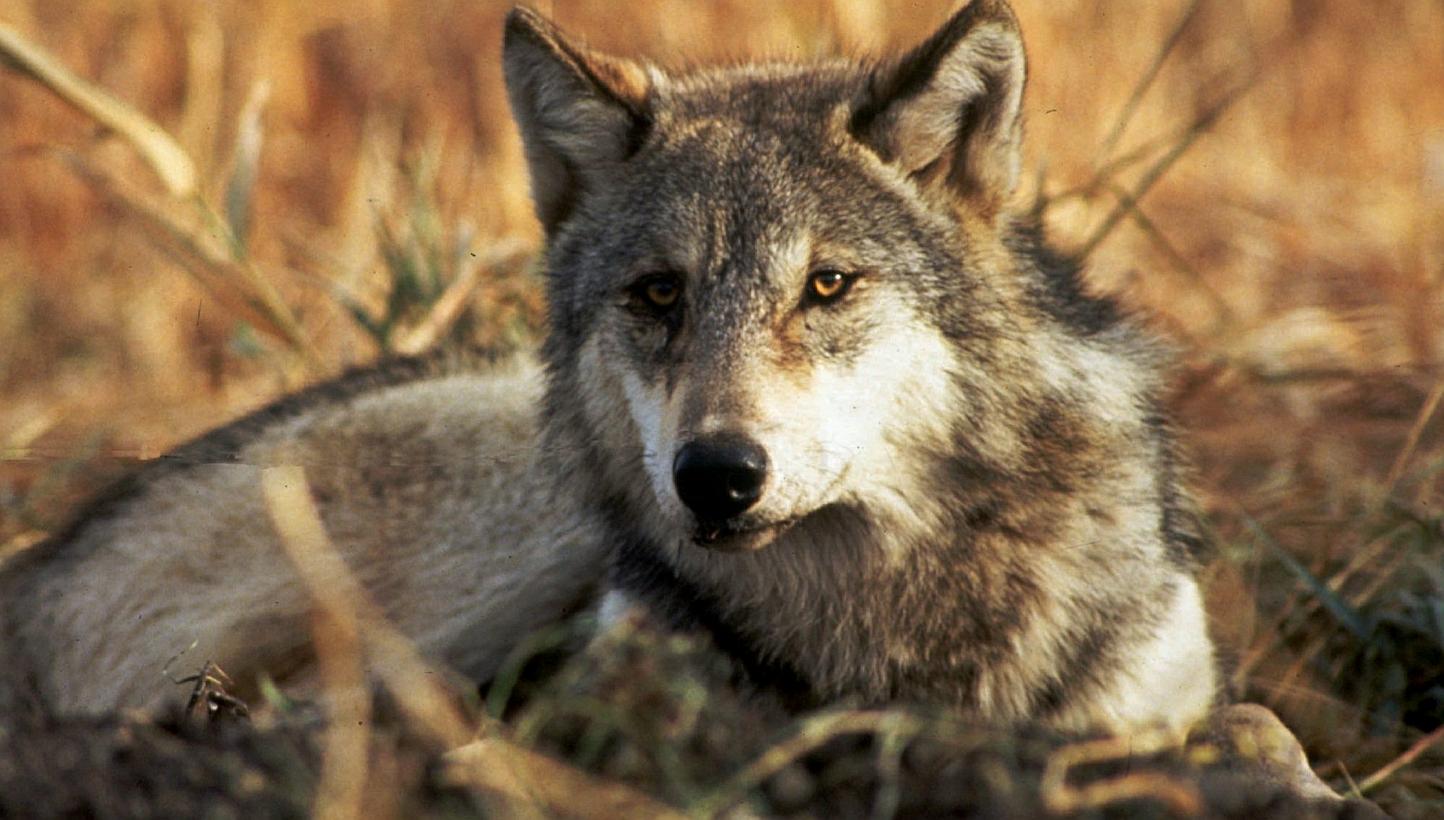 By observing wolves in free-living packs, the writer concludes that the leadership of the ranking male is not forced, not domineering and not aggressive to those on his team.