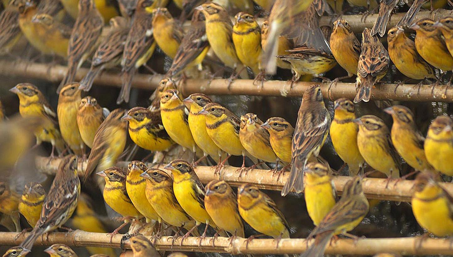 This handout photo taken on Nov 1, 2012 and received by AFP on June 9, 2015 from conservation group BirdLife International shows yellow-breasted buntings from a charge of 1600 that were confiscated at a trapping site in Foshan, in China's Guangdong p