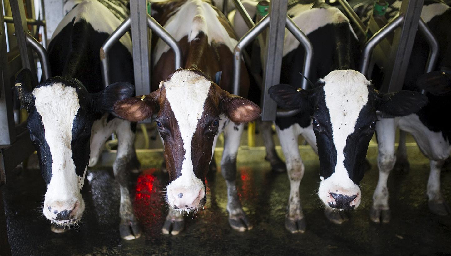 Research involving a former brain-eating tribe from Papua New Guinea is helping scientists better understand mad cow disease and other so-called prion conditions and may also offer insights into Parkinson's and dementia. -- PHOTO: REUTERS
