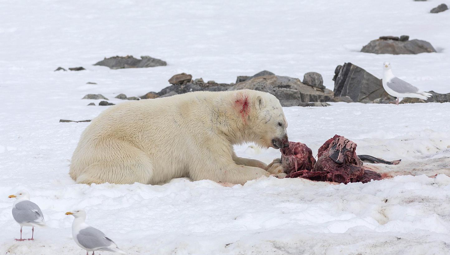 A polar bear eats a white-beaked dolphin in the Smeerenburgfjorden fjord, in the Norwegian archipelago of Svalbard, Norway on July 4, 2014. -- PHOTO: AFP