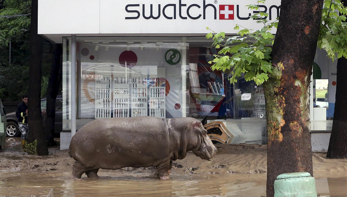 A hippopotamus walking across a flooded street in Tbilisi, Georgia, on June 14, 2015, after it escaped from a zoo. Serious flooding in the Georgian capital has killed eight people and helped several animals escape from their enclosures in the zoo. --