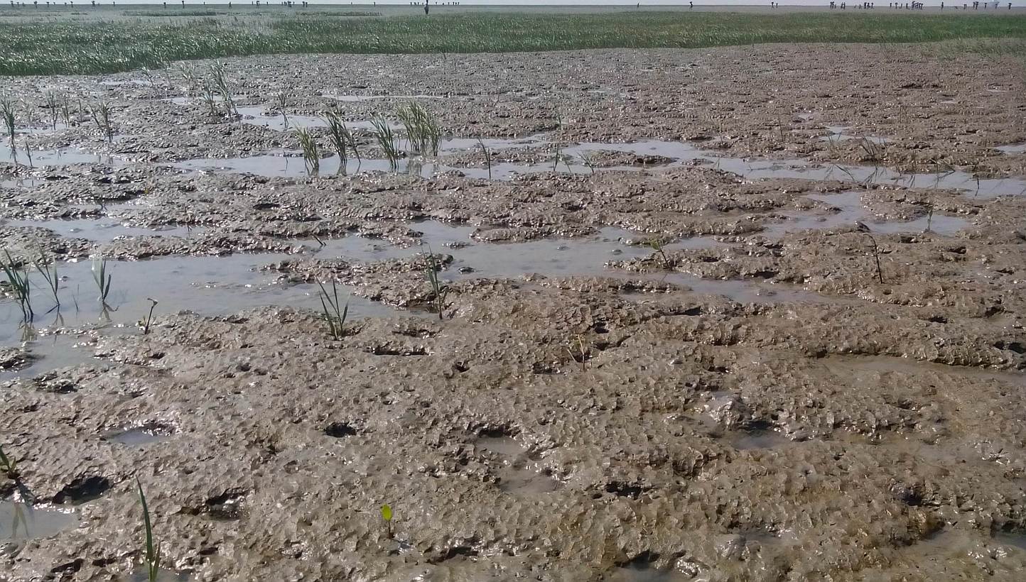 A photograph taken in January 2015 showing Thengar Char, the proposed place for relocating Rohingya refugees from Bangladesh's Cox's Bazar camps, at low tide. The island disappears completely under several feet of water at high tide, and has no roads