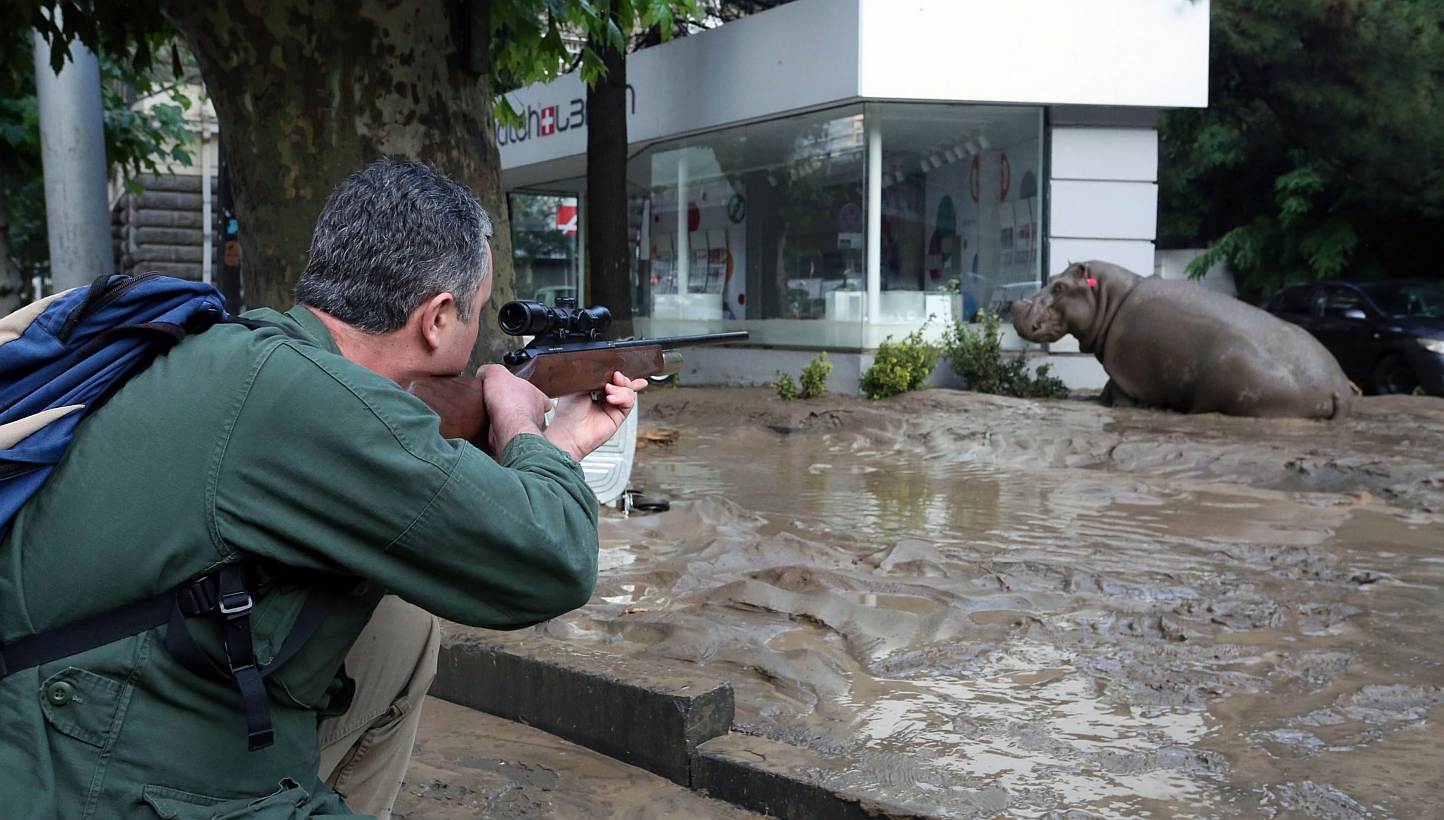 A man shooting a tranquiliser gun at a runaway hippo during severe flooding in Tbilisi, Georgia, on June 14, 2015.&nbsp;Up to 20 people are still missing after devastating floods killed at least a dozen people in the Georgian capital Tbilisi, with es