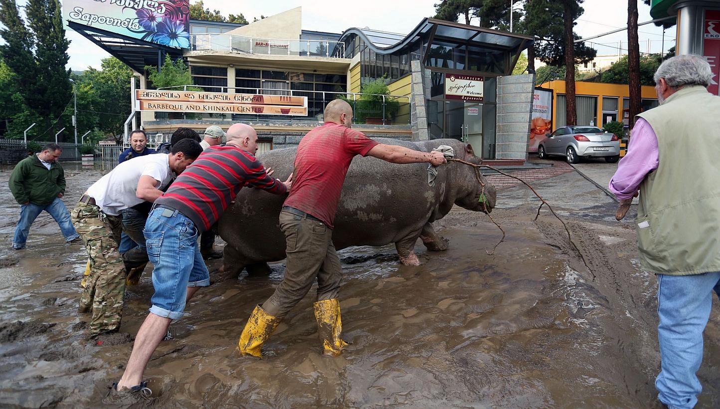Residents push a hippopotamus along a flooded street in the Georgian capital of Tbilisi on Saturday, after tigers, lions, jaguars, bears and wolves escaped from flooded zoo enclosures. -- PHOTO: AFP