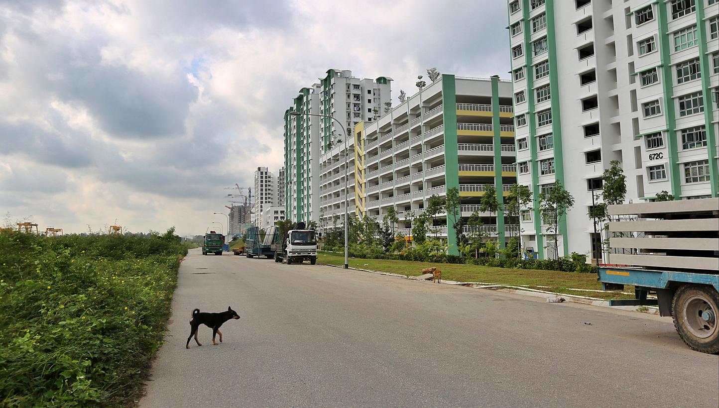 According to the residents interviewed by Chinese paper Shin Min Daily News, people have been witnessed leaving food for stray dogs in a field close to Edgefield Plains. -- PHOTO: SHIN MIN DAILY NEWS