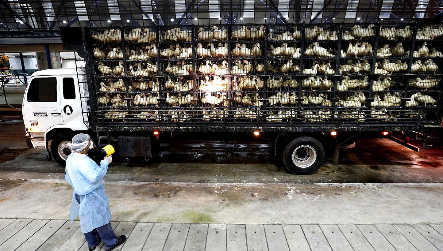 An inspection officer from the Agri-Food and Veterinary Authority of Singapore (AVA), at Tuas Checkpoint inspecting trucks carrying chickens, ducks or eggs from West Malaysia on Jan 21, 2015. The AVA and Veredus Laboratories have launched the wo