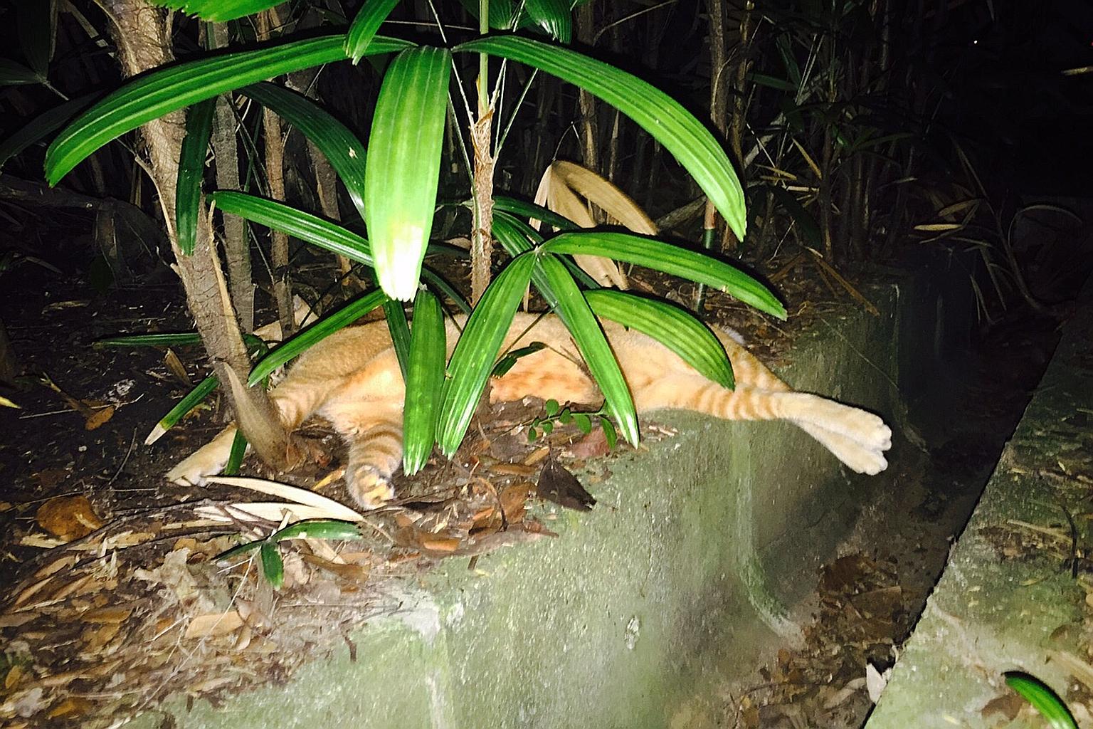 One of the cats found dead in Pasir Ris Park. Two more cats were confirmed dead on Wednesday, bringing the total deaths to nine. The cats are suspected to have died after eating poisoned fish crumbs. PHOTO: CAT WELFARE SOCIETY