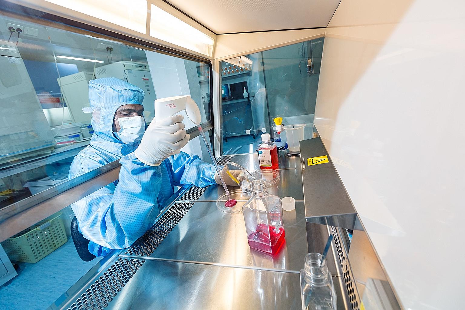 Senior research fellow Jeyakumar Masilamani processing umbilical cord tissue at the CellResearch laboratory.