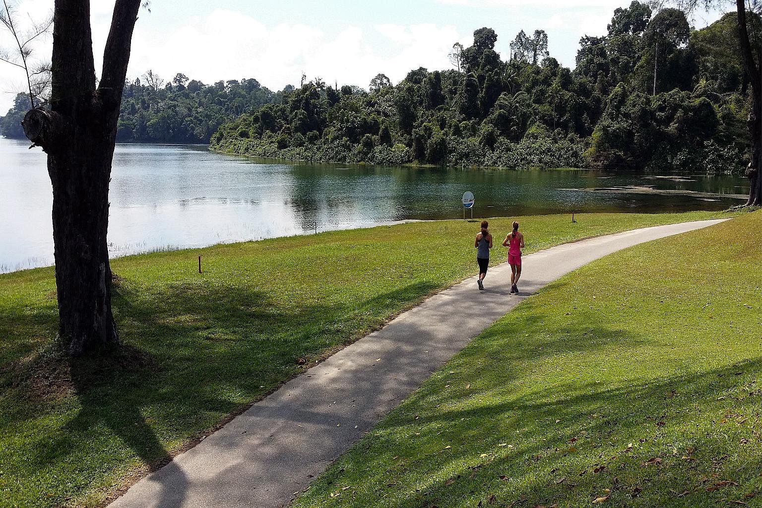 The ability of nature, in areas like MacRitchie Reservoir (above), to improve mental health and well-being is well-documented.