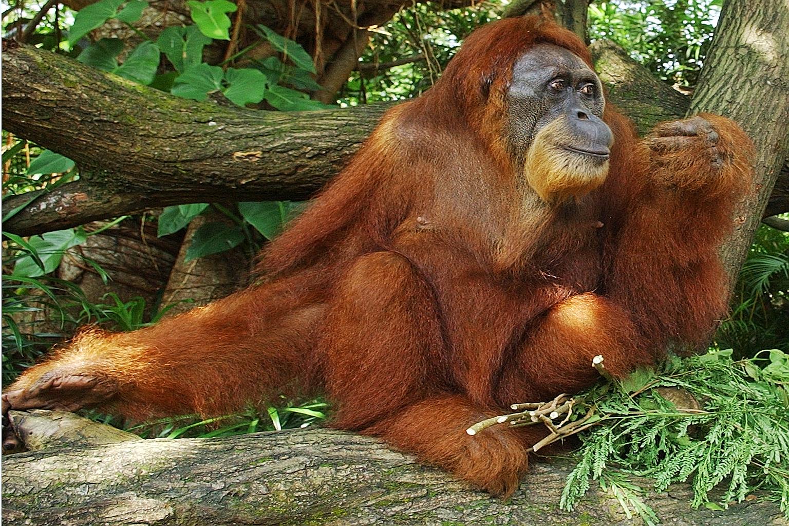 Ah Meng turning 46 at the Singapore Zoo in 2006. The charismatic orang utan was a major attraction for tourists and locals alike.