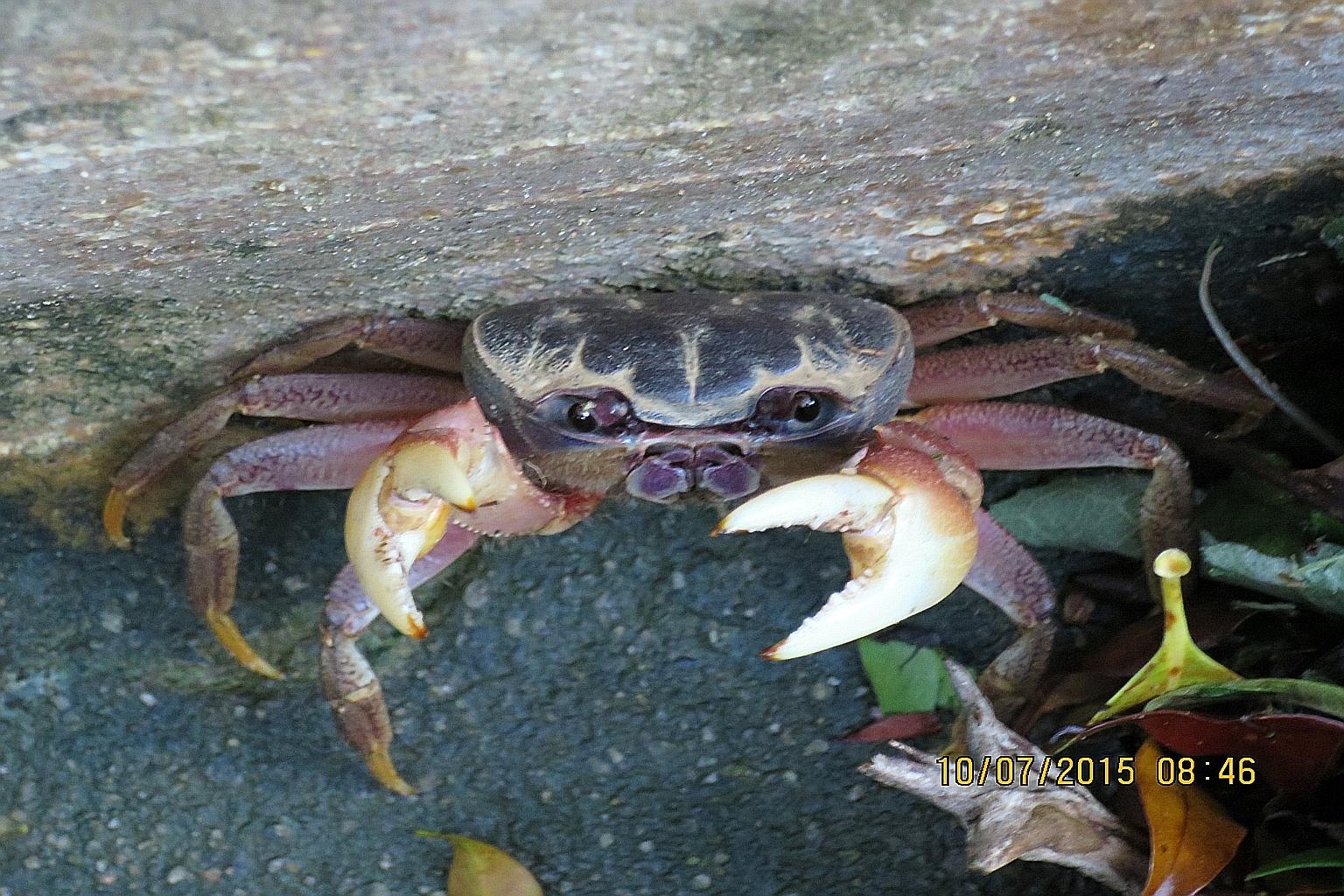 A female specimen was found in a drain on St John's Island by a Tropical Marine Science Institute scientist.