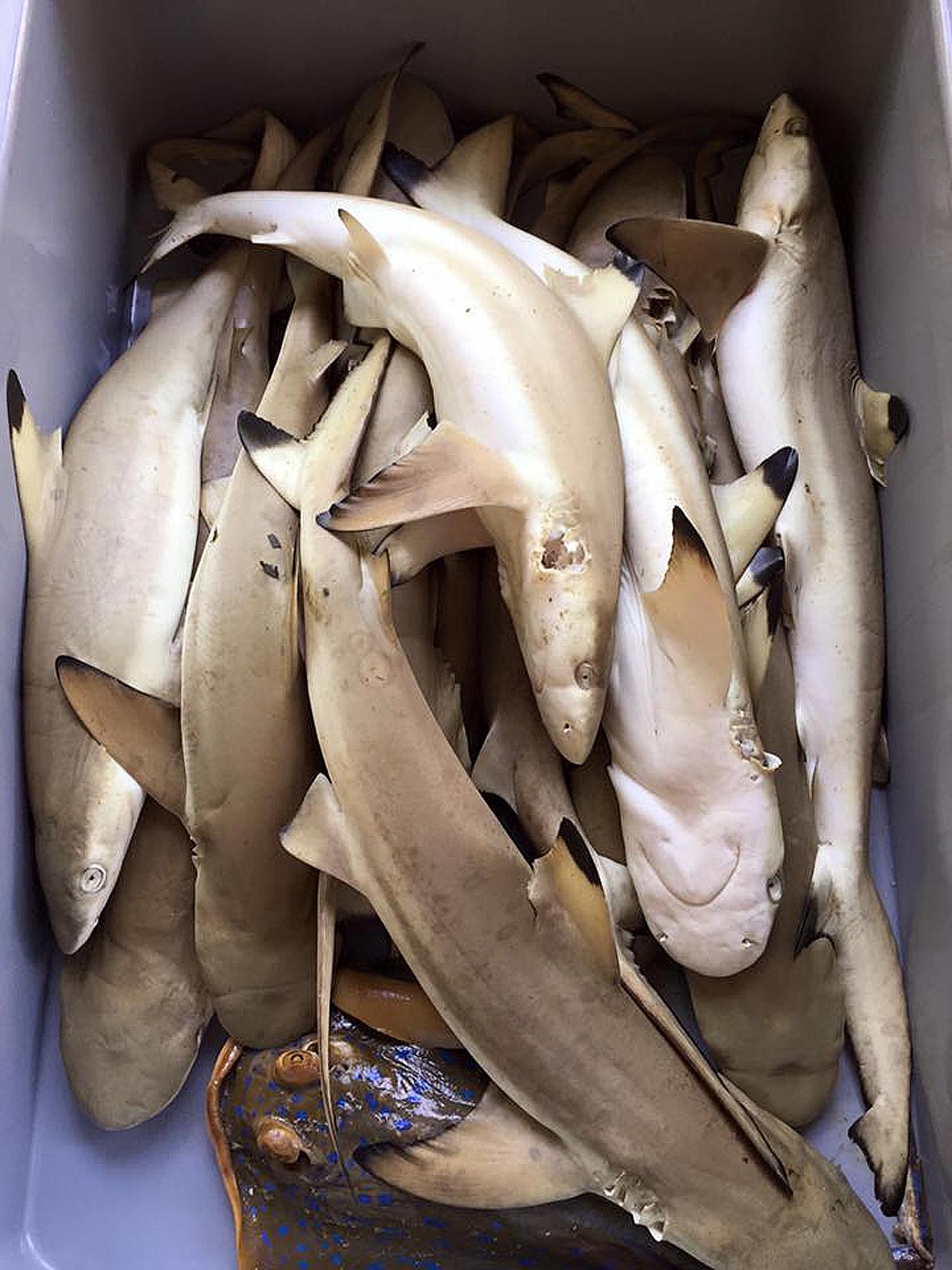 The blacktip reef sharks, a blue-spotted ray and various species of crabs were found trapped yesterday in gillnets laid out at the island.