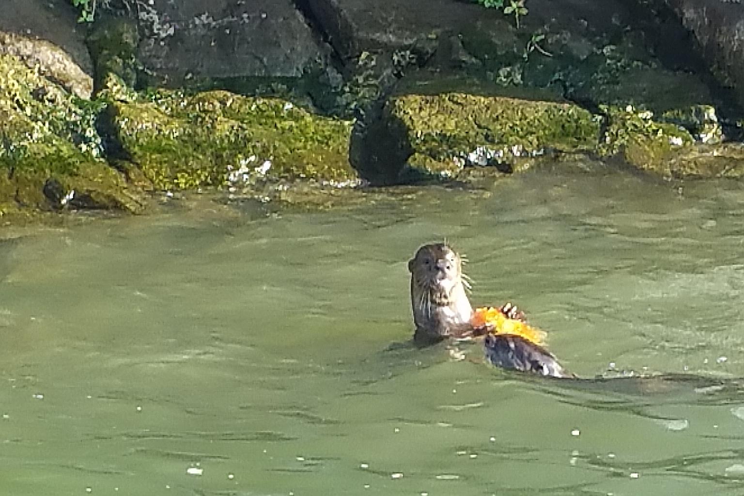 Otters spotted at Marina Bay, close to the Floating Platform, last Saturday. Singapore is home to both the smooth- coated and small-clawed otters. The otters typically thrive around mangroves, river mouths and natural shorelines.