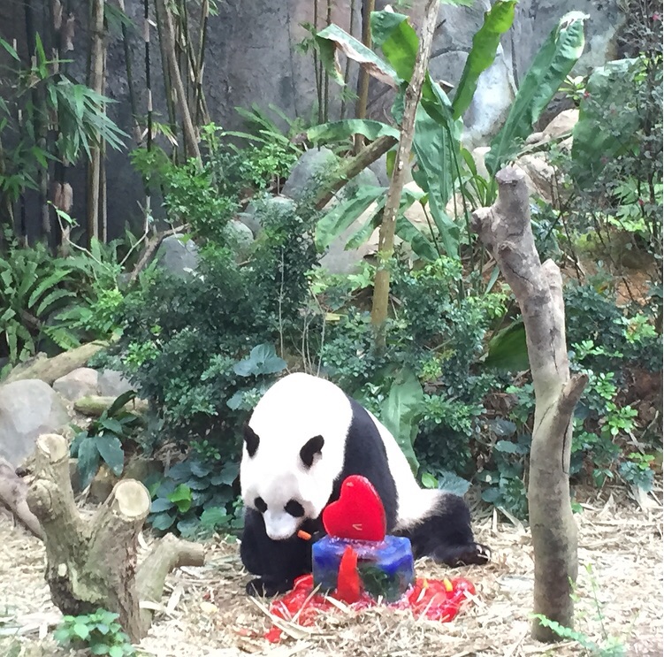 Johnson Panda All eyes now on giant panda Jia Jia for signs of SG50 cub | The Straits ...