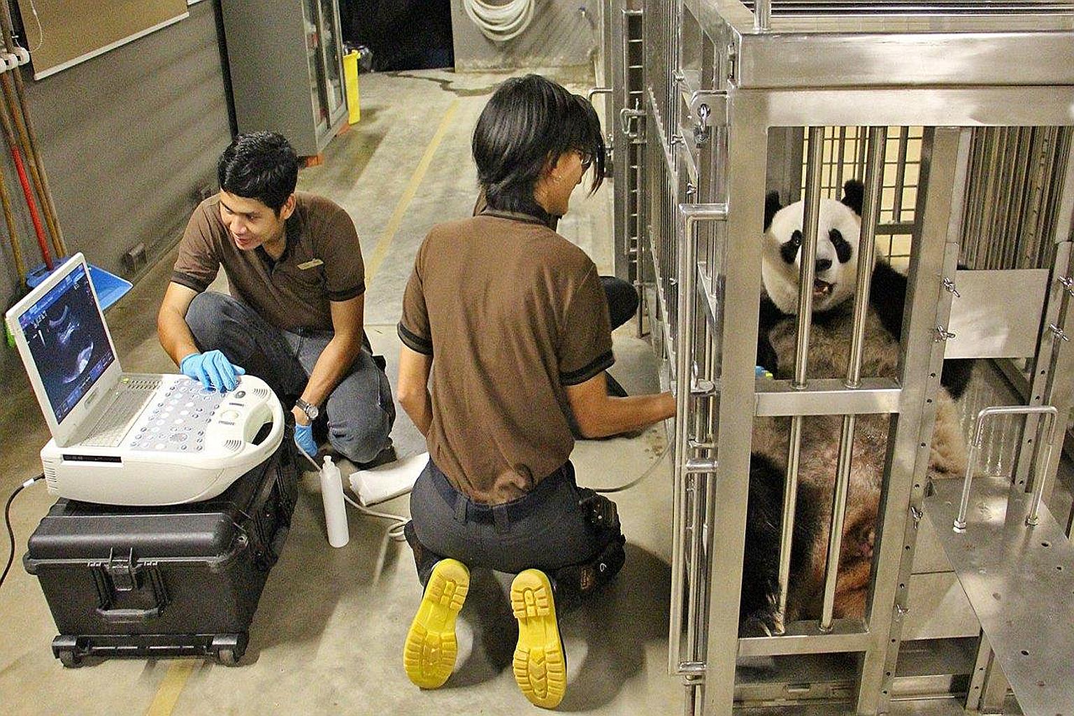 Female panda Jia Jia undergoing an ultrasound scan. It had displayed pregnancy symptoms such as eating less bamboo and sleeping more.