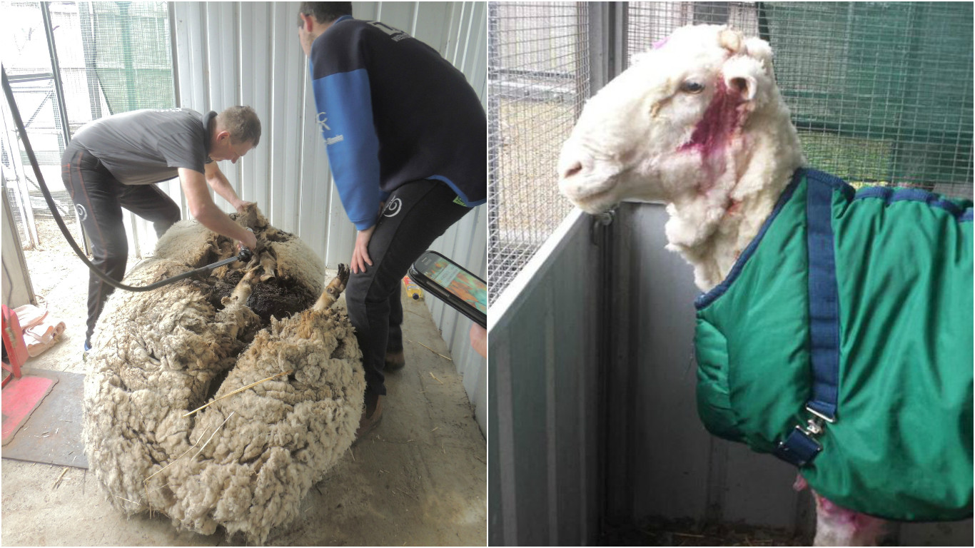 Australian sheep breaks world record with mammoth fleece | The