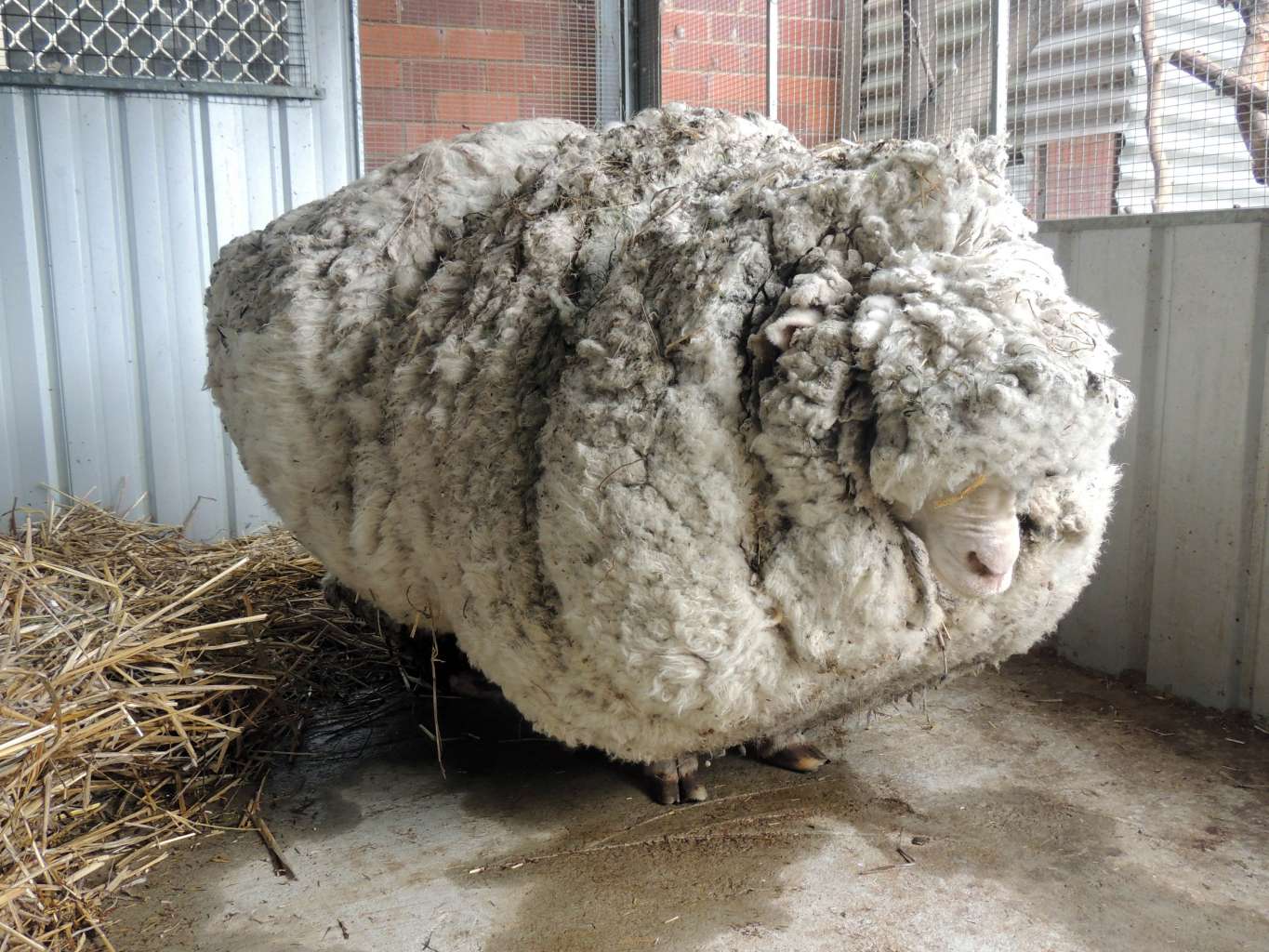 ⭐︎年末セール⭐︎ ahpl A.H.P.L MELTY SHEEP 2017 Sheep Lost in the Wild for Years Unrecognizable After 57lbs of