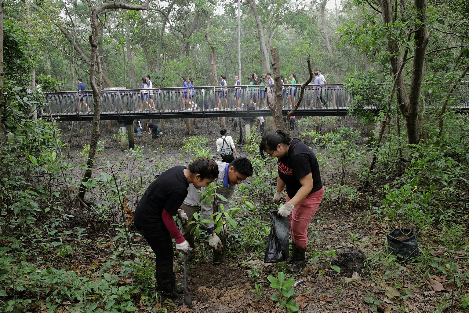 Students from Ngee Ann Polytechnic and NParks staff planting mangrove tree saplings at Sungei Buloh Wetland Reserve yesterday. A 5ha area at the coastal trail will have, in two years' time, 2,000 native trees across 35 true species - those that grow