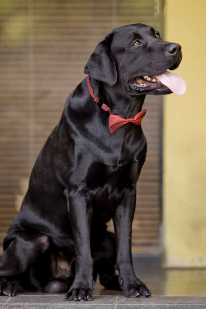Dog named Trigger shoots owner in the foot in the US | The Straits Times