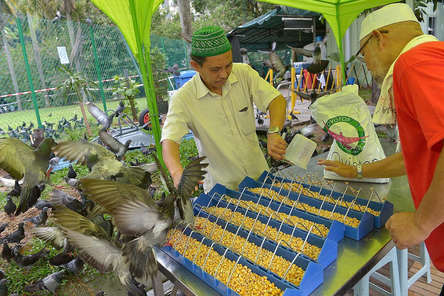 Mosque volunteer Samad Ismail (left) and mosque caretaker Hj Sapuan Abdul Wahab pouring the corn-based feed, which contains the drug nicarbazin, out for the pigeons.