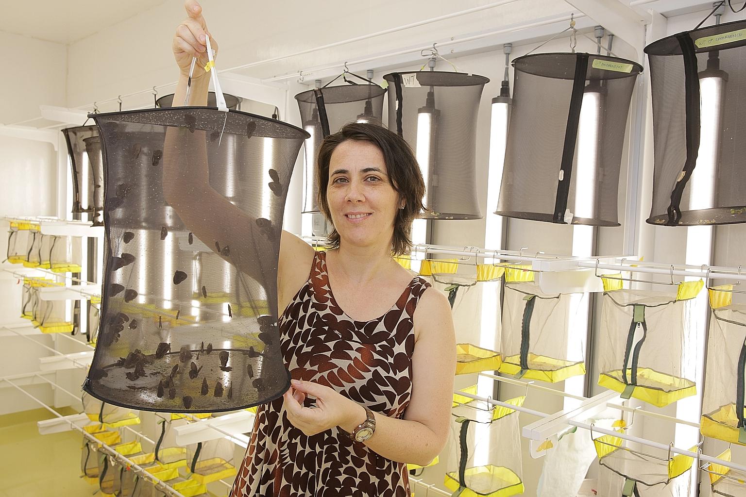 Prof Antonia Monteiro and her team at NUS conducted an experiment on more than 600 caterpillars of the Bicyclus anynana butterfly. They discovered a hormone receptor that is responsible for how these insects change their eyespots. Their study sheds l