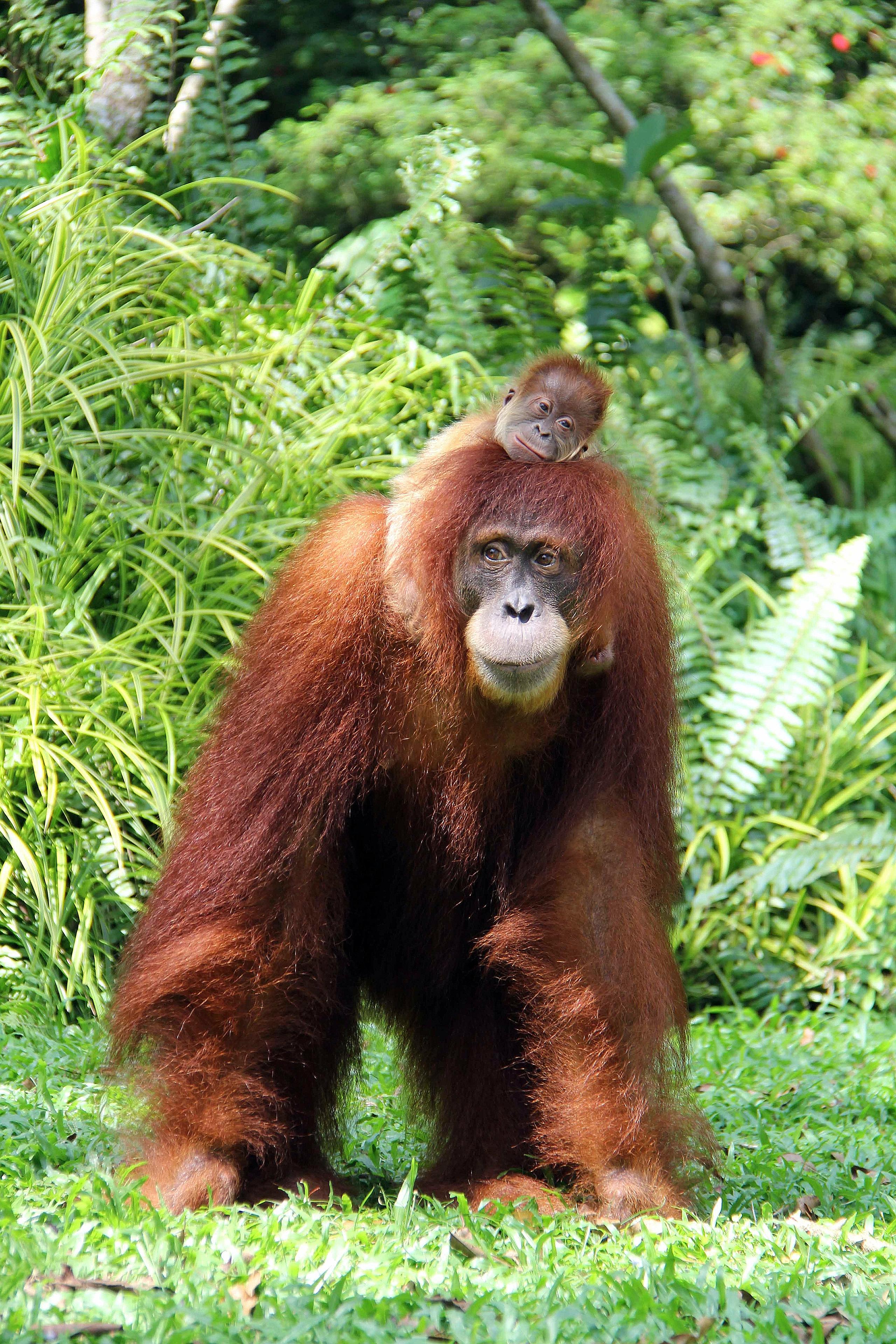 There are only about 6,600 orang utans remaining in fragmented habitats in the central regions of Aceh, home to a majority of Sumatran orang utans.