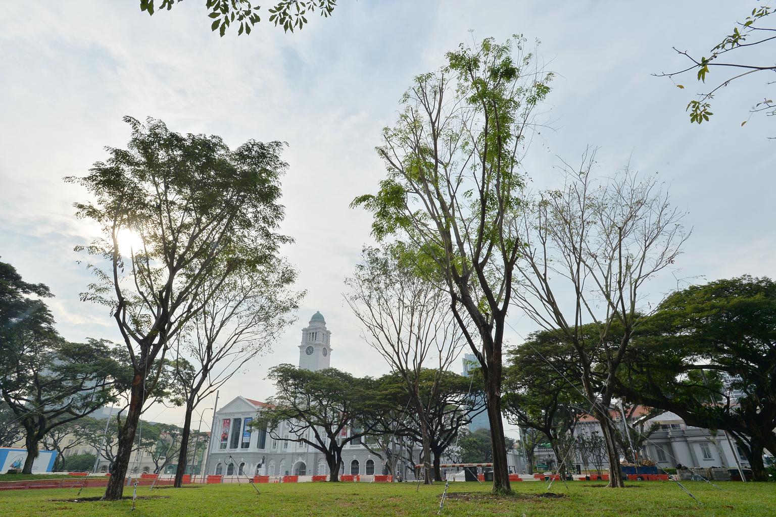 The new trees stand in the same spot as their predecessors, but are resistant to the fungal disease that ravaged the old ones. They were planted as part of the Civic District enhancement project.