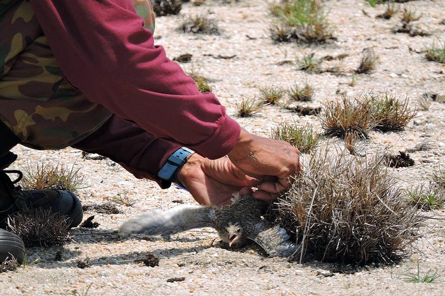 In August last year, a man was caught on film tying a little tern chick's legs to a bush in Tuas so it could be photographed. Photos posted online showed the bird struggling.